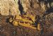 Caterpillar D8H